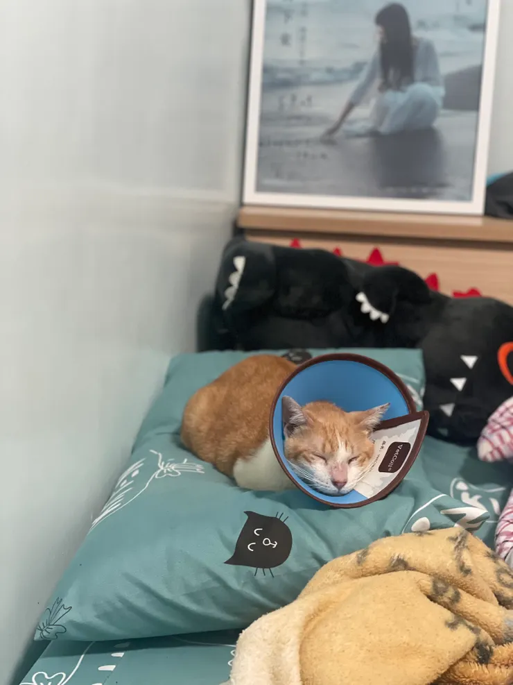 拔完牙齒的心累小貓