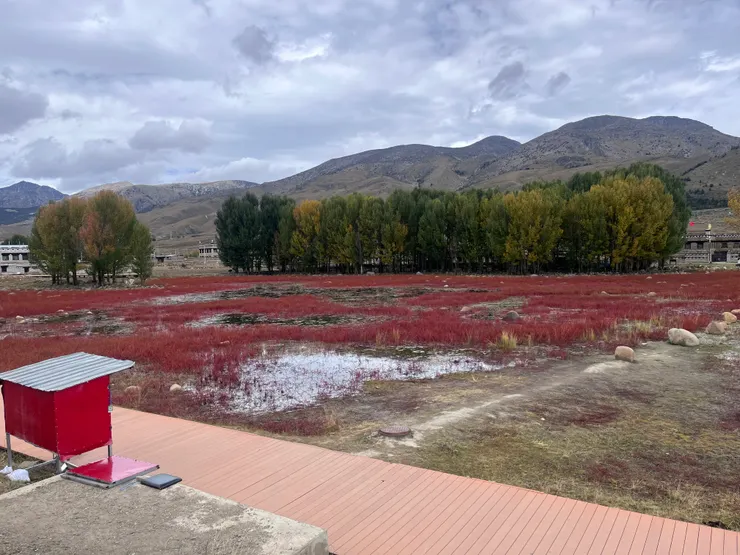 紅草地，秋天限定