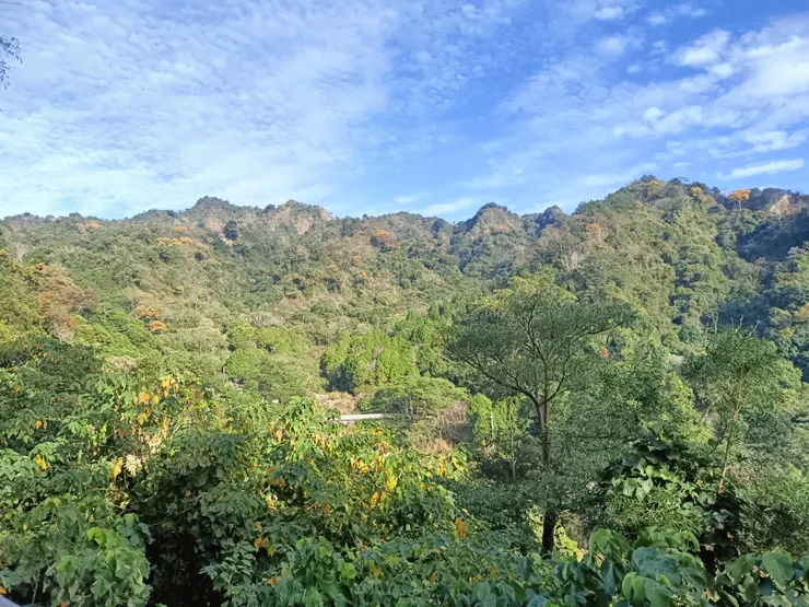 山頭，黃、褐色穿插在綠色中