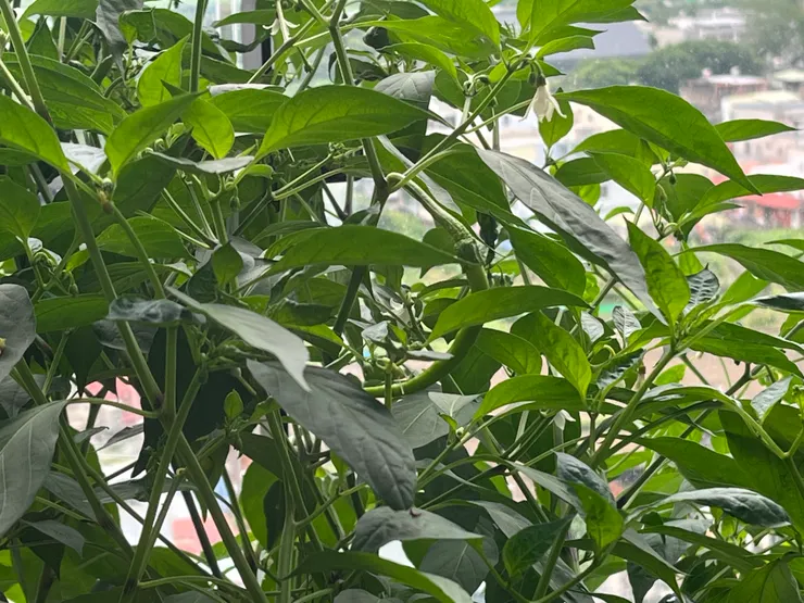 綠色辣椒長大了但都沒變紅