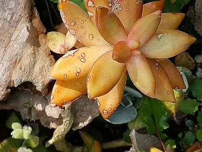 src