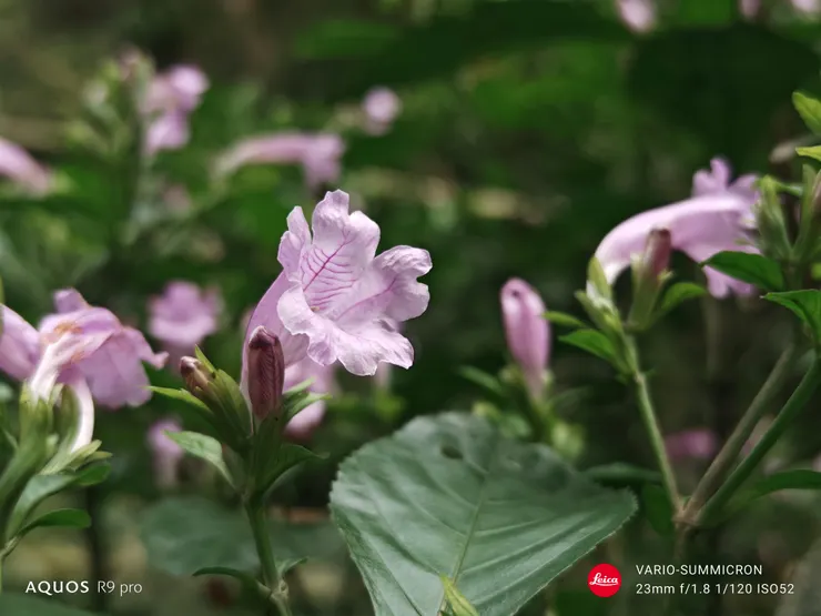 馬藍花(SHARP AQUOS R9 pro,23mm)