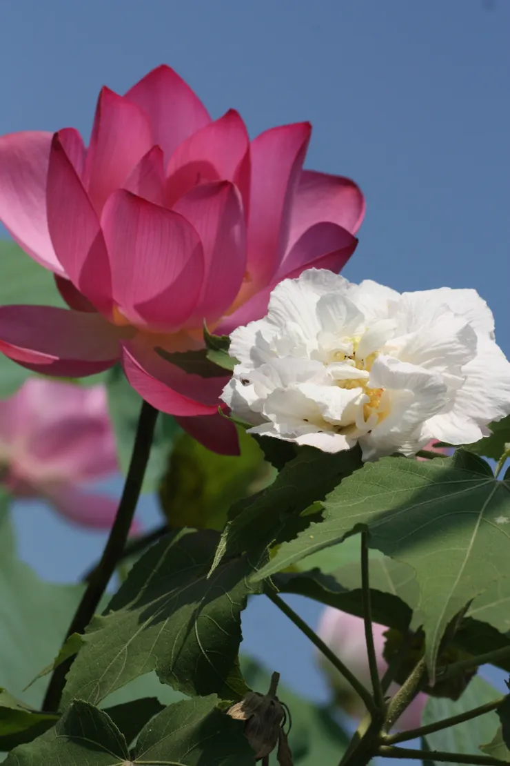 台灣不怎麼分明的氣候，讓原本無法相遇的水芙蓉與木芙蓉，竟可以於江上江下相互競豔