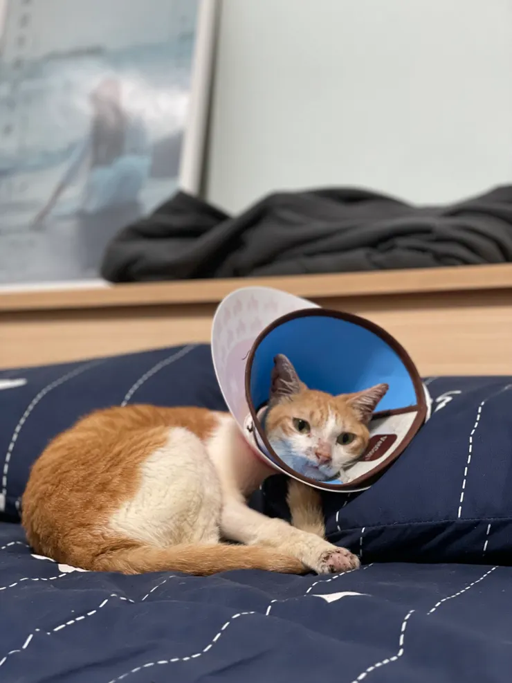 預防他舔手手,兩層頭套!