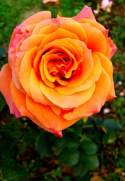 來玩小遊戲～送給自己的玫瑰花♡年後適合離職跳槽或轉換跑道嗎？