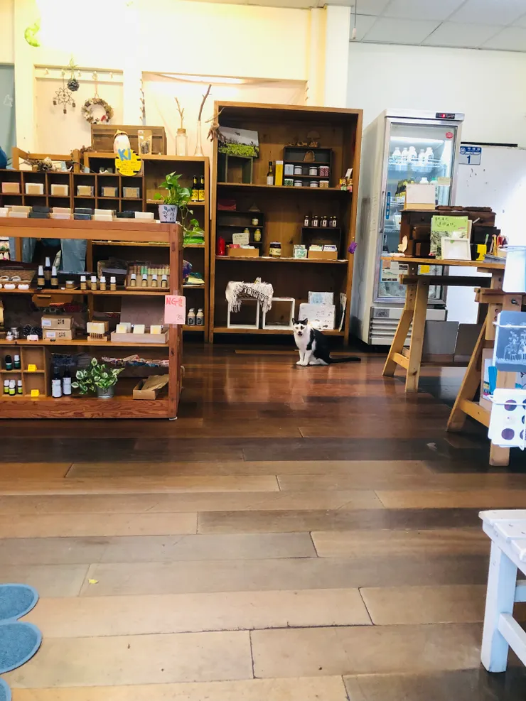 貓店長很稱職的攬客。