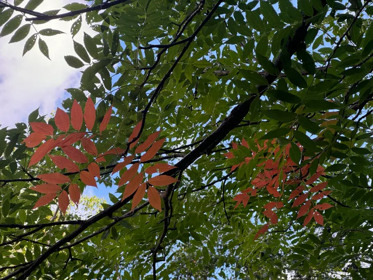 花楸竟然有一點點紅葉，好漂亮