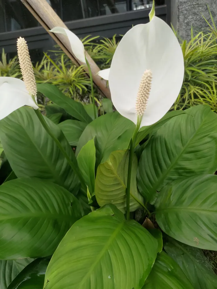 住家附近大樓的小花園拍攝的真花