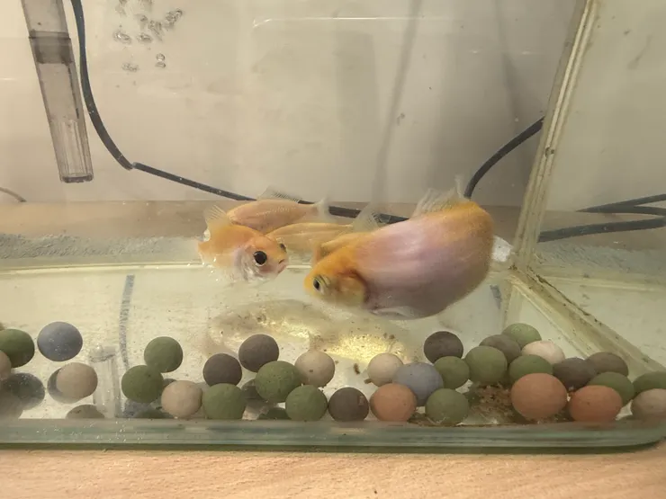 2026/04/18 張嘴的魚