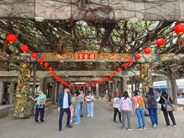 多棵大榕樹盤根錯節，與寺廟相映成一幅壯觀景象