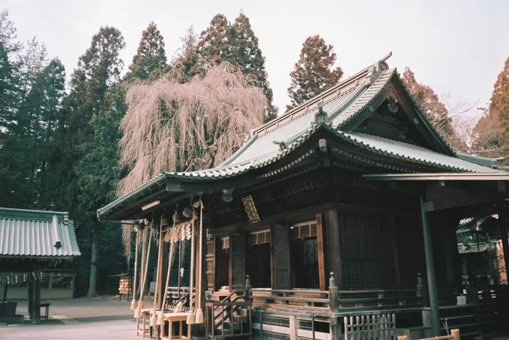 Nikon AF600 - RETO Maple100