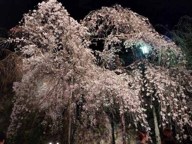 超大滿開櫻花