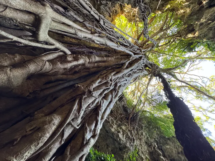 Gangala之谷領主，20公尺高的大榕樹。