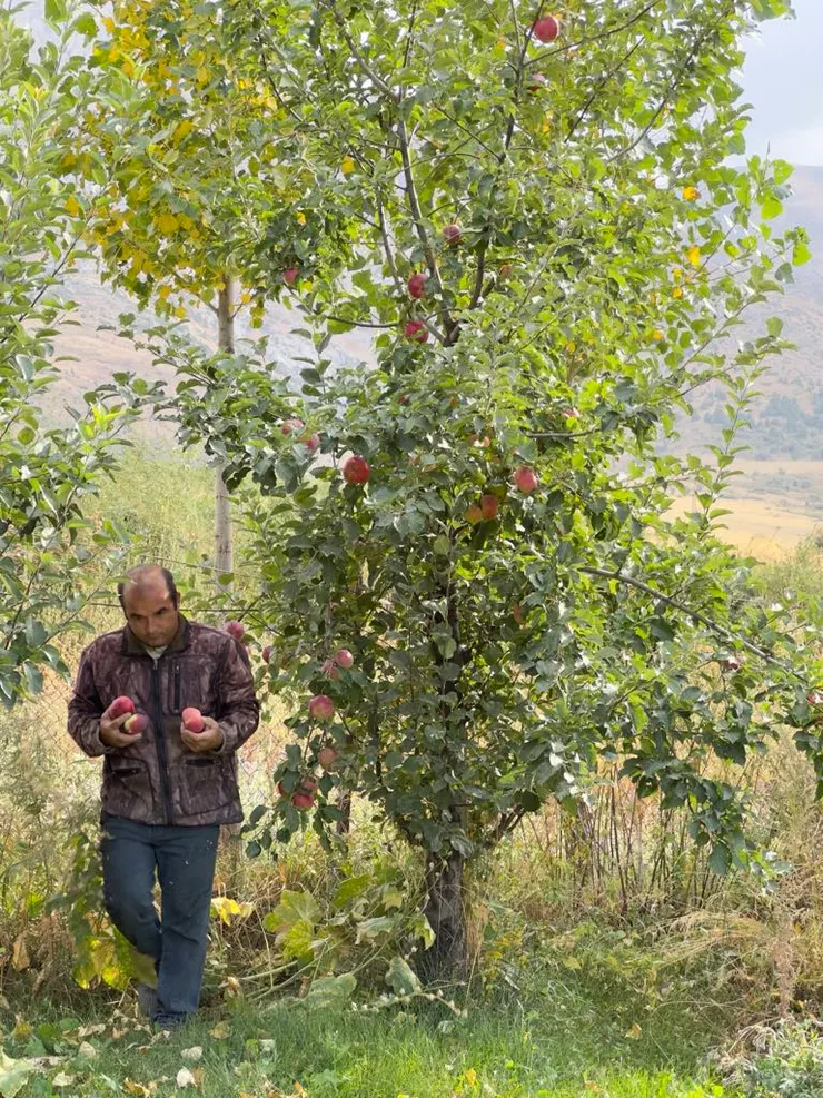 散步前，民宿老闆摘了蘋果送我們吃