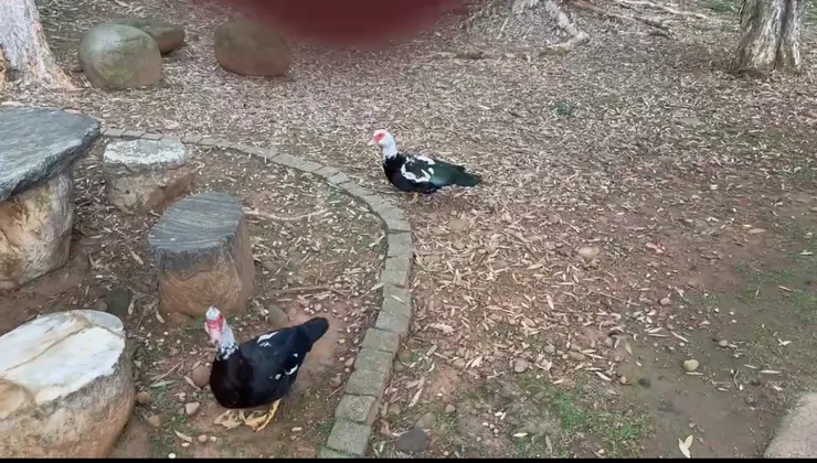 2026/02/24 橘子籽在空中