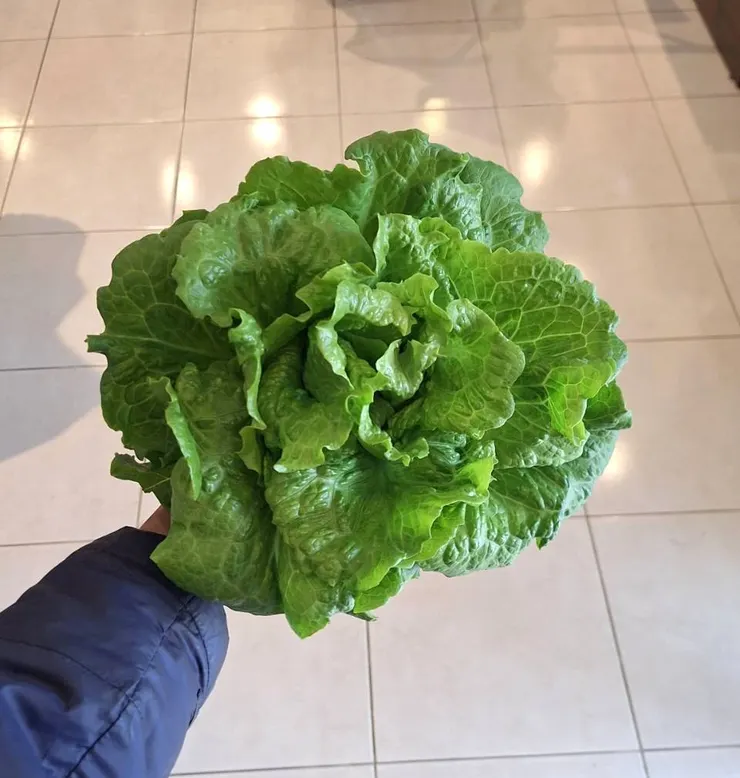 現採的福山萵苣，只要簡單川燙就可食用