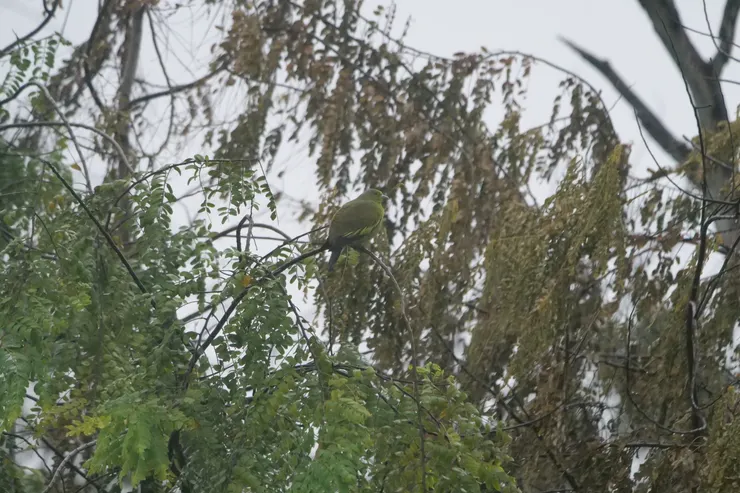 Orange-breasted Green-pigeon