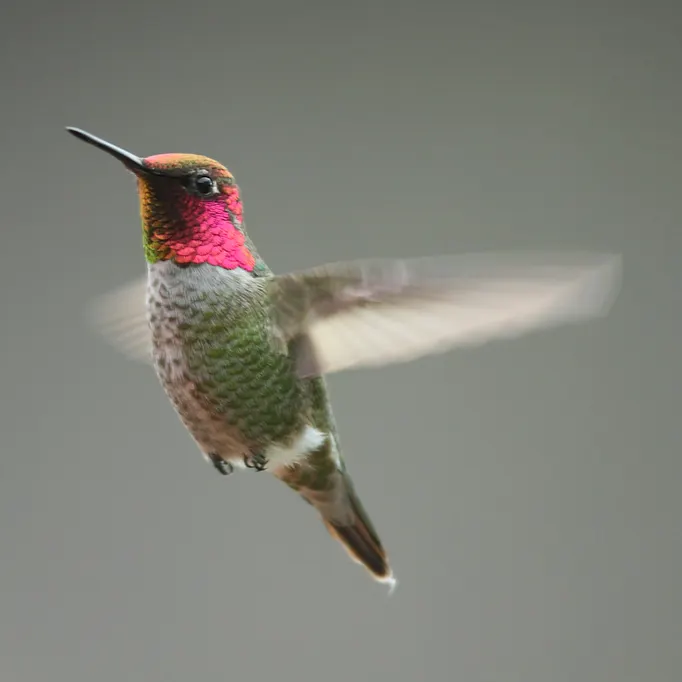 朱紅蜂鳥。由 Alan Vernon - Anna's hummingbird (Calypte anna) in flight .... 1 of 2Uploaded by Snowmanradio, CC BY 2.0