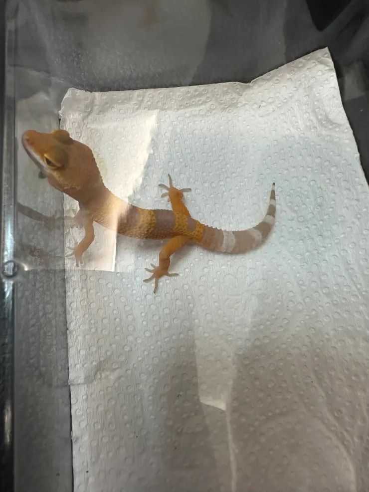 初次見面，「芒果」您好