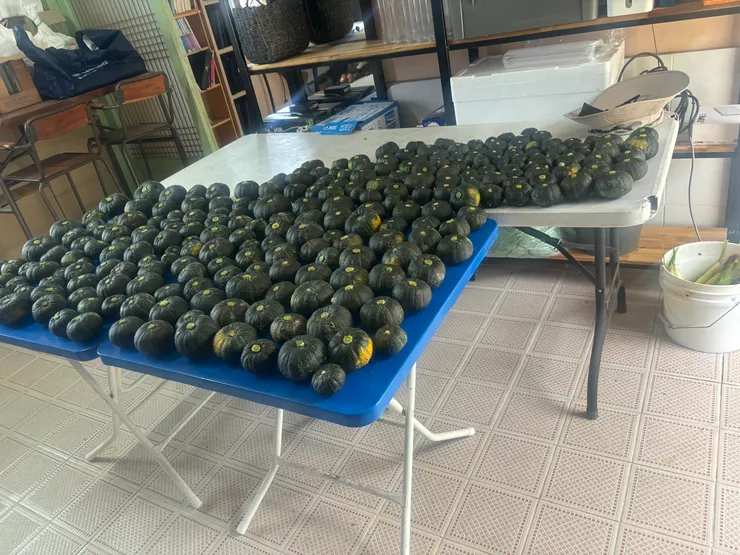 南海特產迷你栗子南瓜～吃起來完全就是栗子