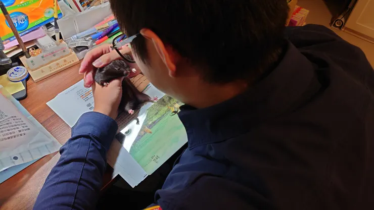 這隻倉鼠因為可愛程度超過法定限制而遭警方逮捕審訊(其實是爸爸下班制服還沒脫就擼鼠啦🤣)(認養人米爸媽提供)