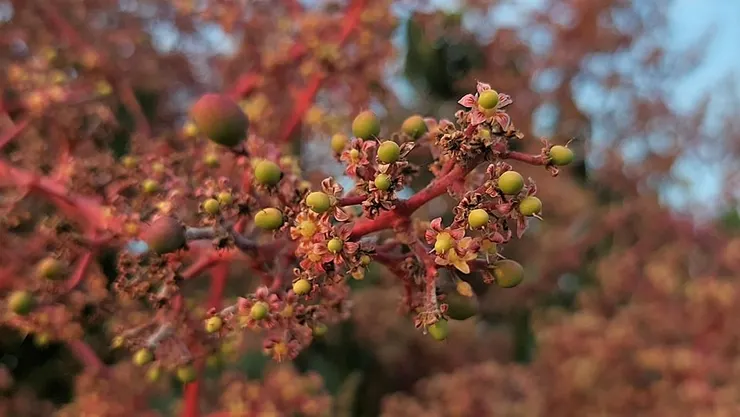 芒果開花量雖大,但真正能結成果實的並不多,也就是修成正果的為數不多。 未經正常授粉的會形成「單偽果」,在隨後的生長過程中會自然落果。