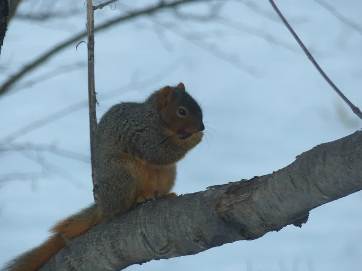 天太冷，松鼠對小手手哈熱氣