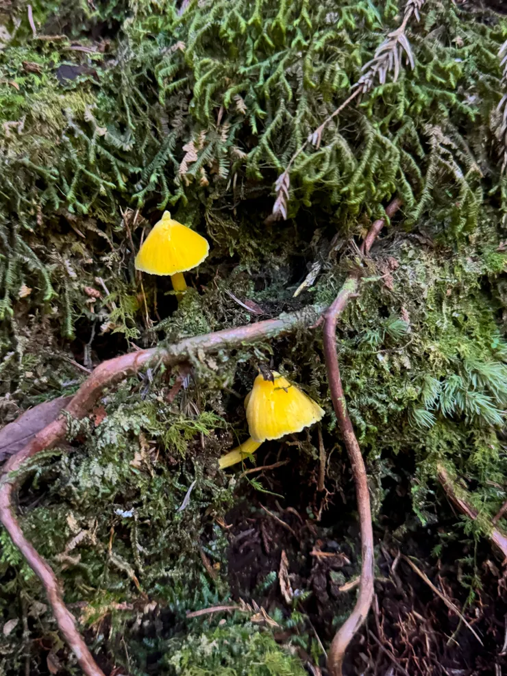 好久沒看到香菇了～🥰