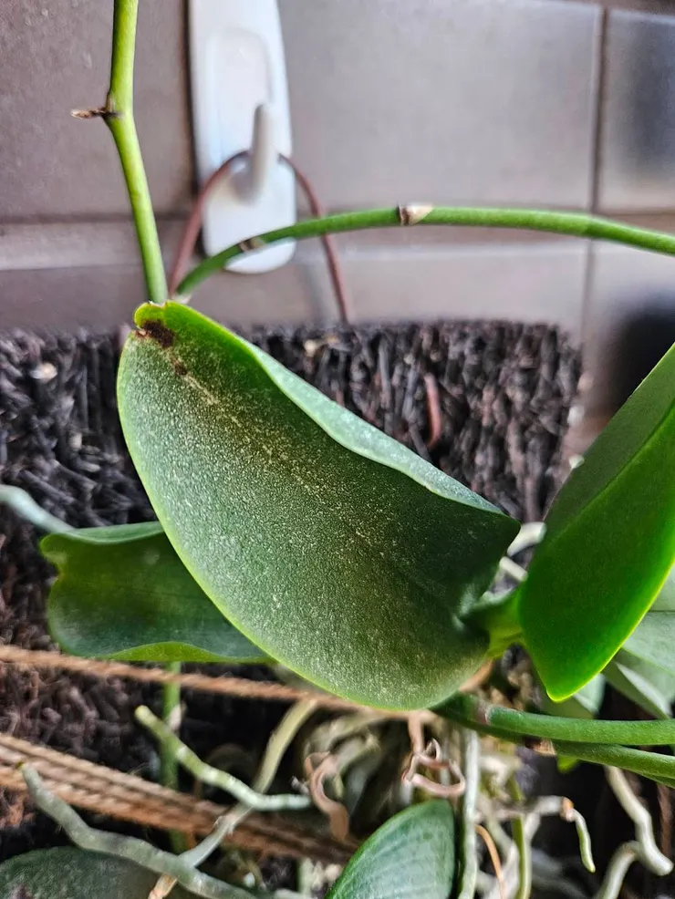 圖八、紅蜘蛛要過的葉子,正面和背面會呈現出白色點狀斑塊,嚴重時會出現黑色壞死組織。