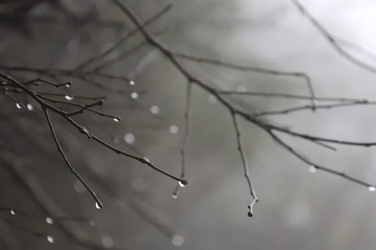 樹梢的水滴