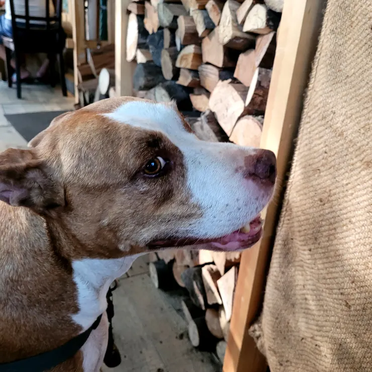 要拍到正面照不容易唷!