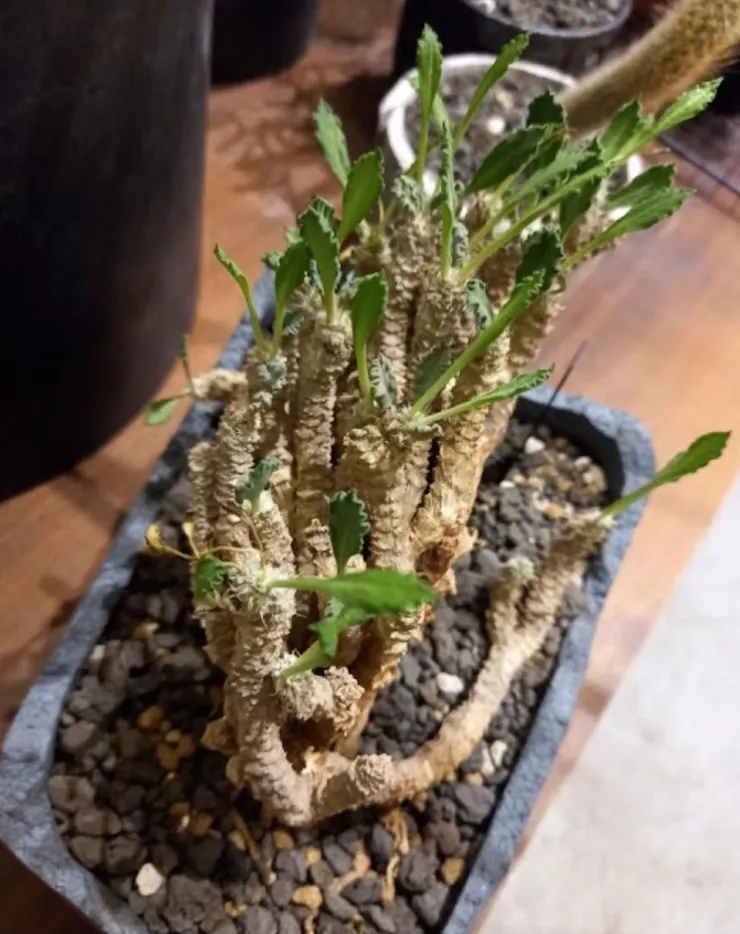 圖拉大戟（Euphorbia tulearensis）