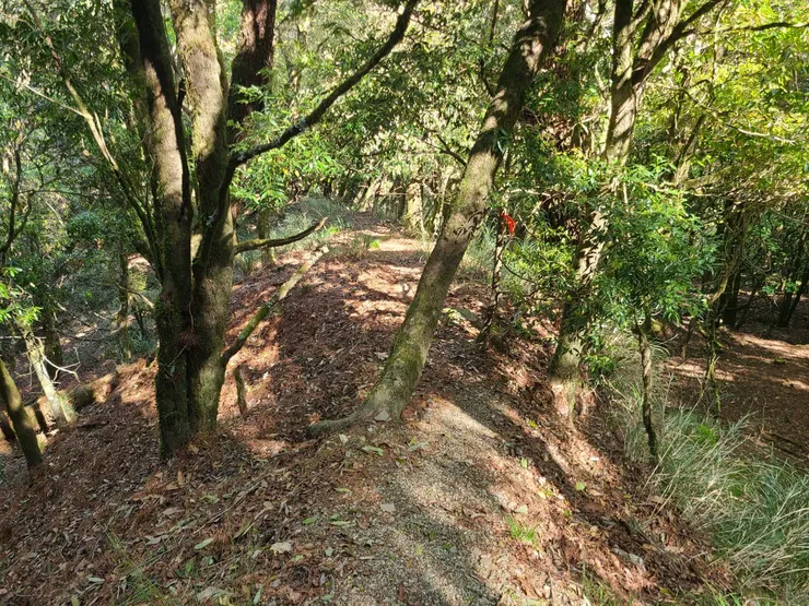 好走的路阿舒服