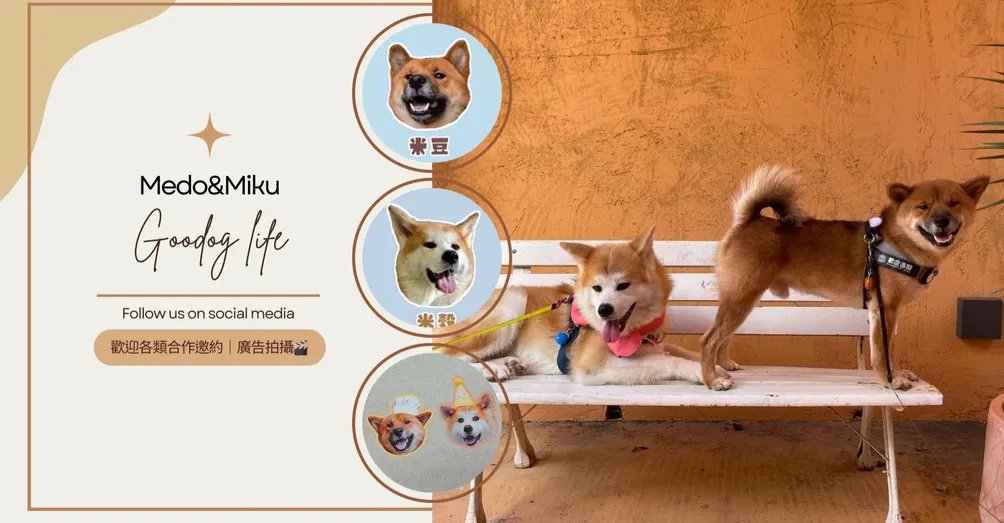 秋柴穀豆兄妹的沙龍