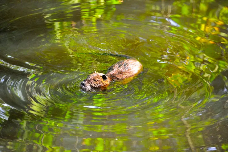 【城堡湖泊中不請自來的水貂！環湖草原隨處可見牠們的排泄物，堡主說當年風行貂皮大衣有廠商自南美引進，後來發生反皮草運動，牠們被放生，没想到四處繁衍，造成環境問題。說最大可達8公斤，有時會襲擊家犬，請我們遛狗時提高警覺。】