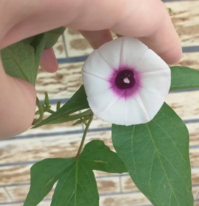 你知道地瓜葉開的花很牽牛嗎WW