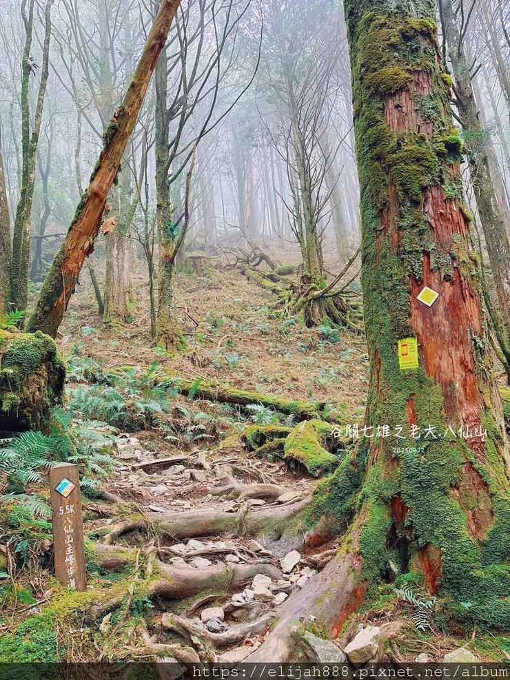 【谷關健行/住宿】谷關七雄老大。海拔2366公尺八仙山主峰。