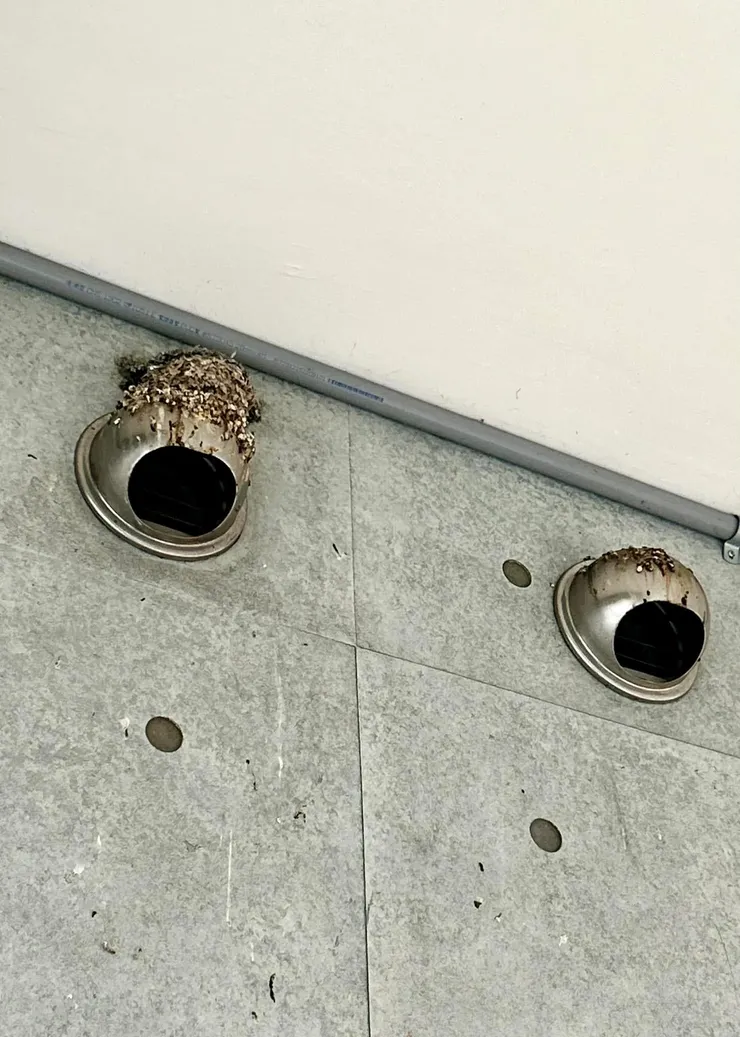 圖06 這碗狀的燕巢是家燕巢