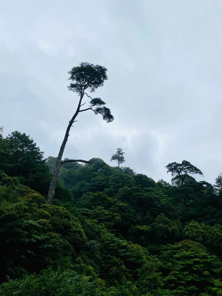 後來上山沒多久，霧就起來了，還好最後到山屋以前都沒有下雨