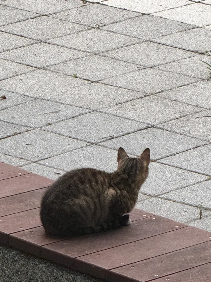 2026/05/08 小學校園有隻貓
