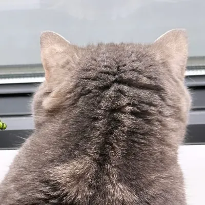ねむい的沙龍