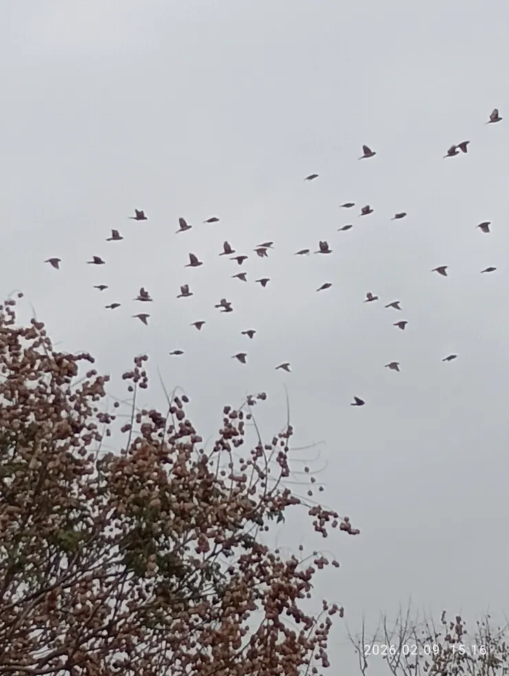 人不見影動樹搖；文鳥一群五六十。皆自拍攝