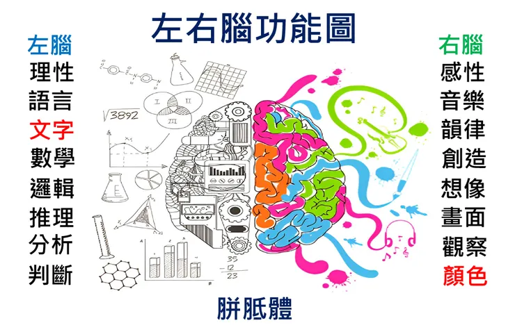 上圖是創新講師  陳建銘老師整理「左右腦功能圖」