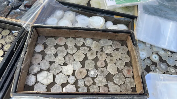 水晶特殊品種：白水晶達畢茲