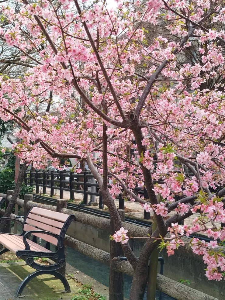 沿路有長椅可以休息