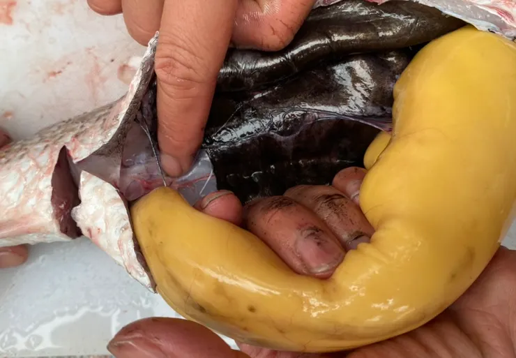 用手先將魚卵薄膜撕開