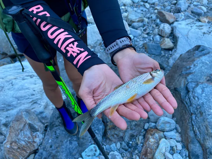 看起來很好吃！！🤭（許願溪邊釣魚火烤三吃！！😋）