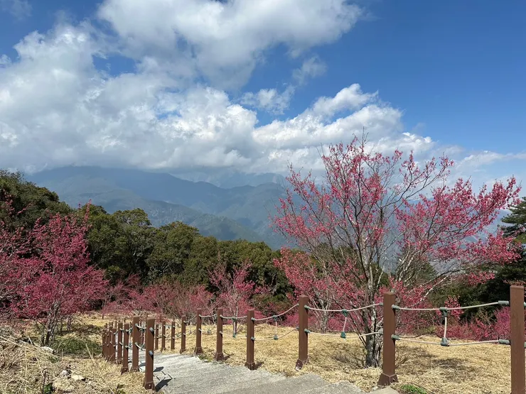 福壽山山櫻花