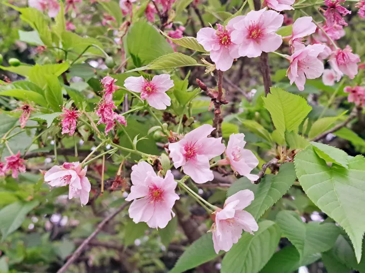 大漁櫻(霉女3月中旬拍攝）