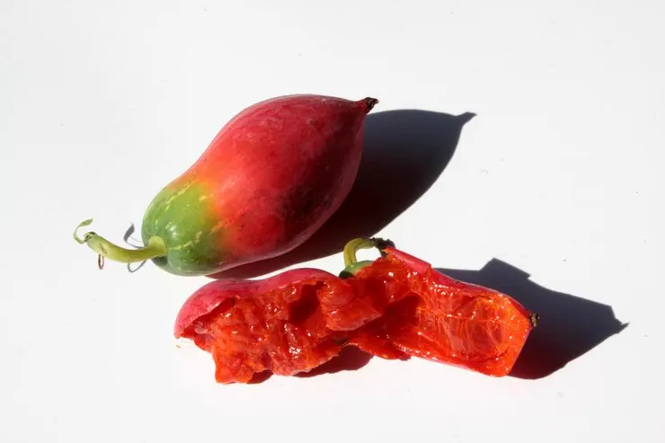 紅瓜-紅實。圖 / 佛光山佛陀紀念館、莊溪